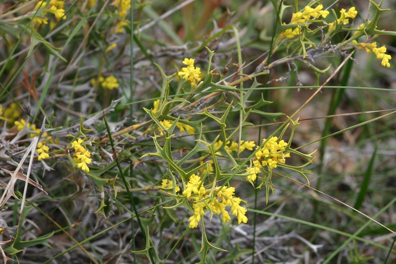 Synaphea spinulosa