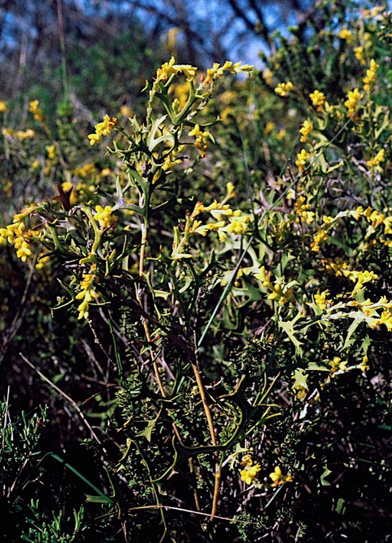 Synaphea spinulosa photo 2