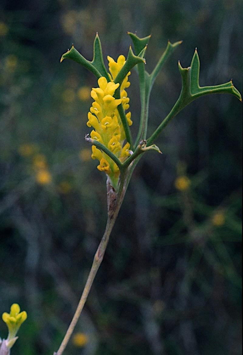 Synaphea spinulosa photo 3
