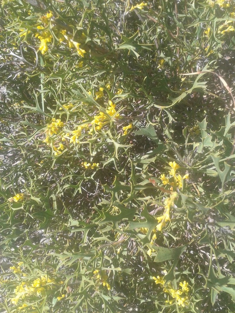 Synaphea spinulosa photo 4