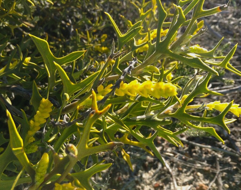 Synaphea spinulosa photo 5