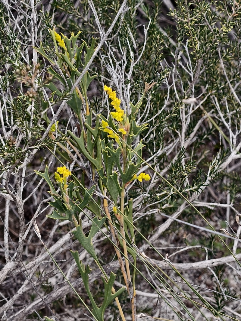 Synaphea spinulosa photo 6