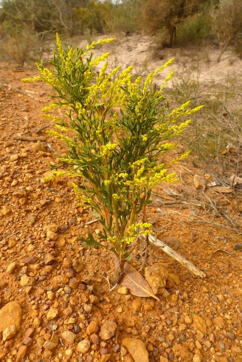 Synaphea spinulosa photo 7