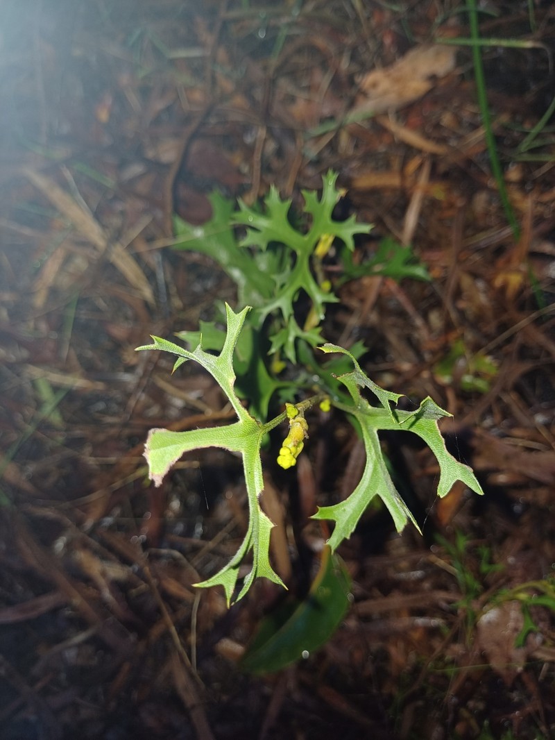 Synaphea spinulosa subsp. spinulosa
