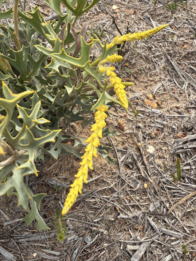Synaphea spinulosa subsp. spinulosa photo 2