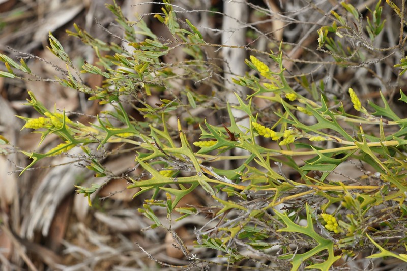 Synaphea spinulosa subsp. spinulosa photo 3
