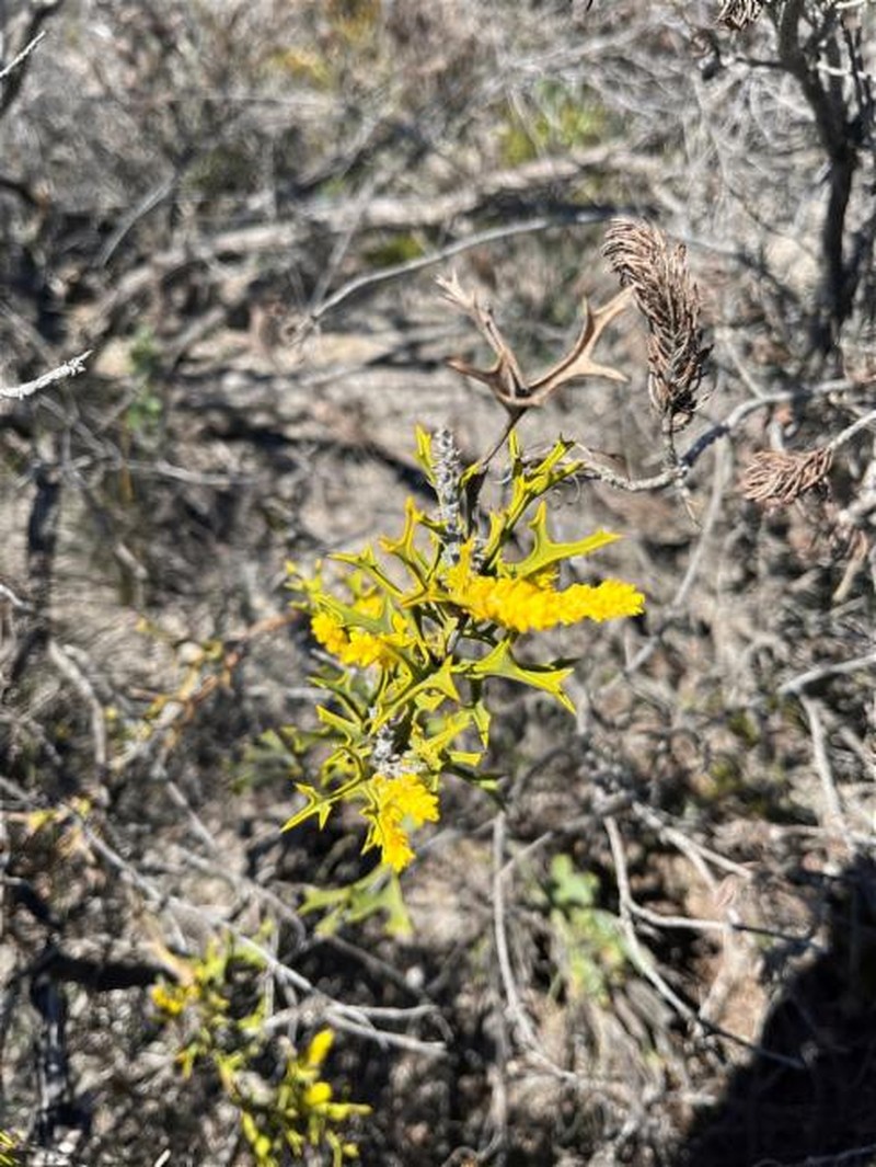 Synaphea spinulosa subsp. spinulosa photo 4