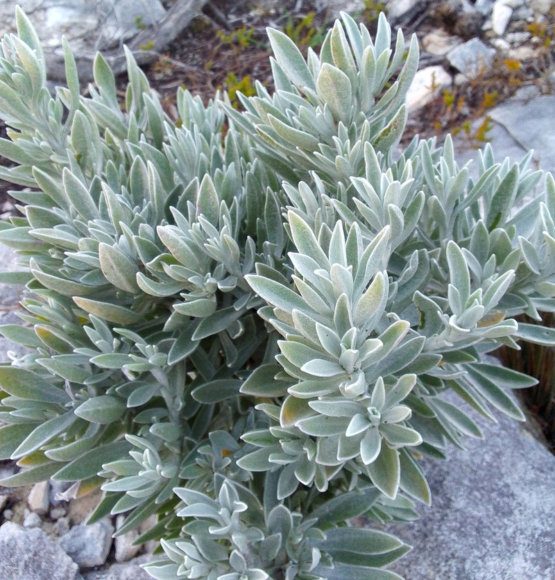 Syncarpha argyropsis photo 4