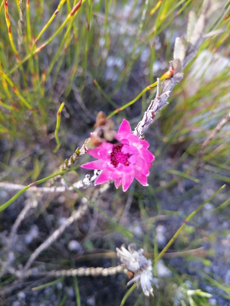 Syncarpha canescens subsp. canescens