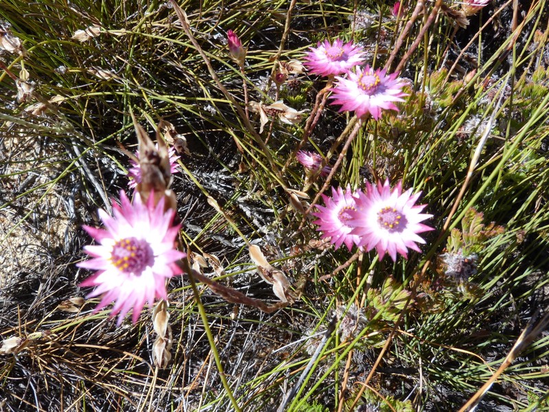 Syncarpha canescens subsp. canescens photo 4