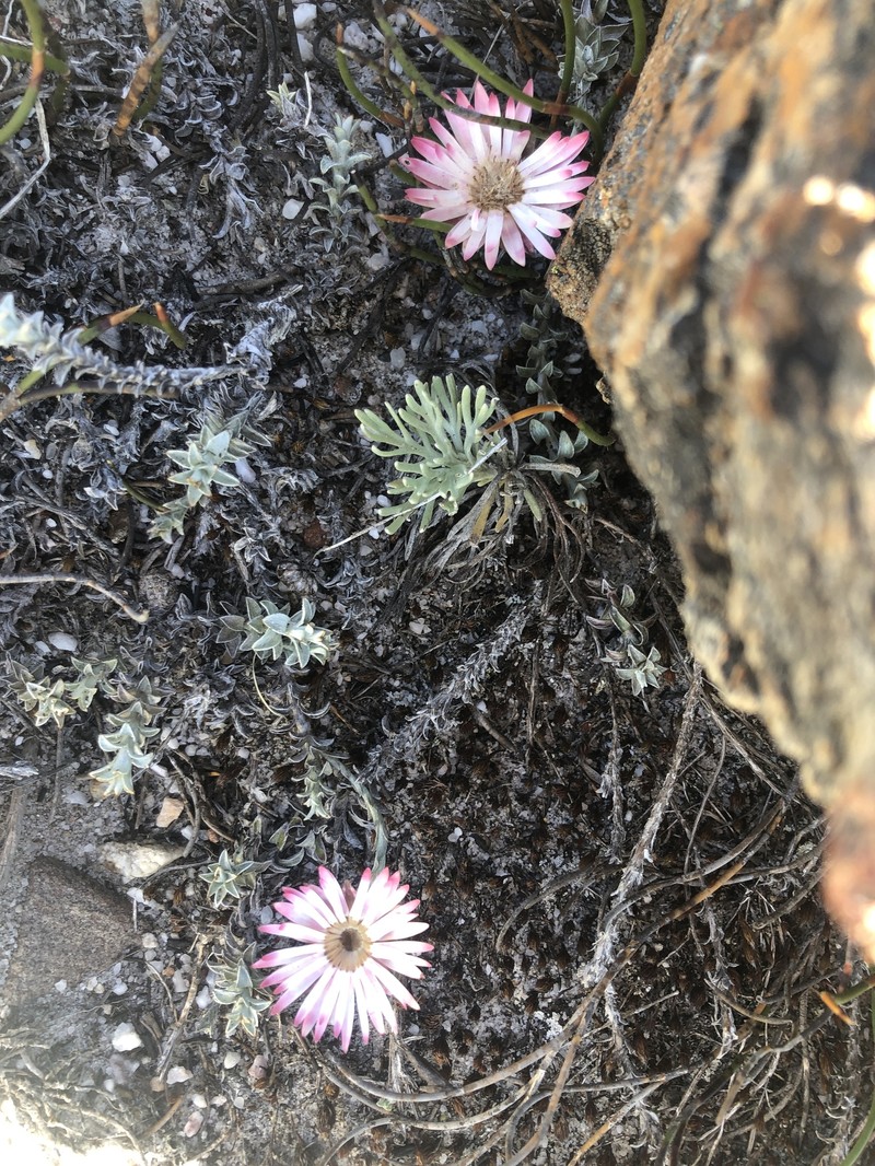 Syncarpha canescens subsp. tricolor