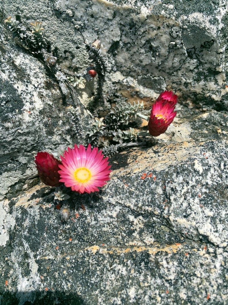 Syncarpha canescens subsp. tricolor photo 2