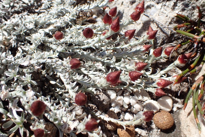 Syncarpha canescens subsp. tricolor photo 4