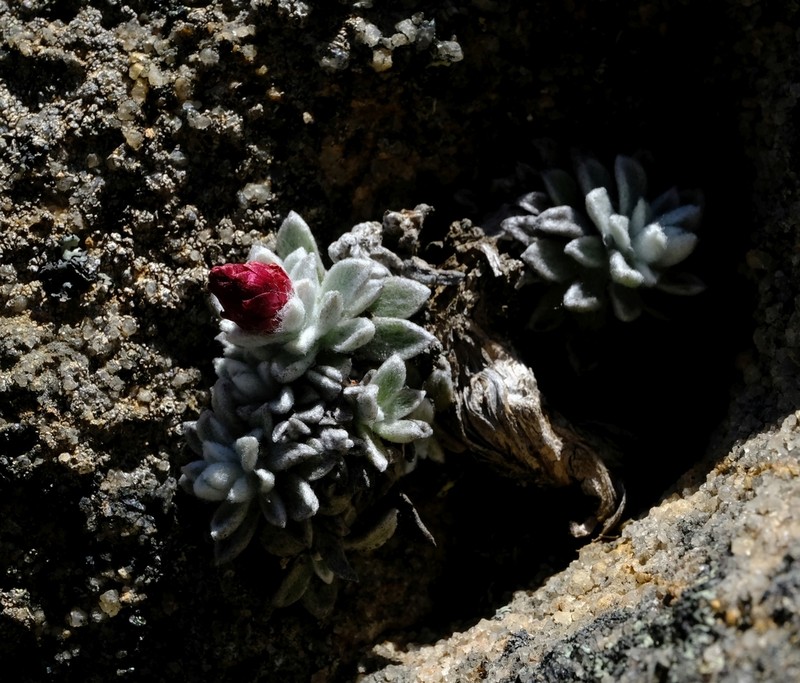 Syncarpha dykei