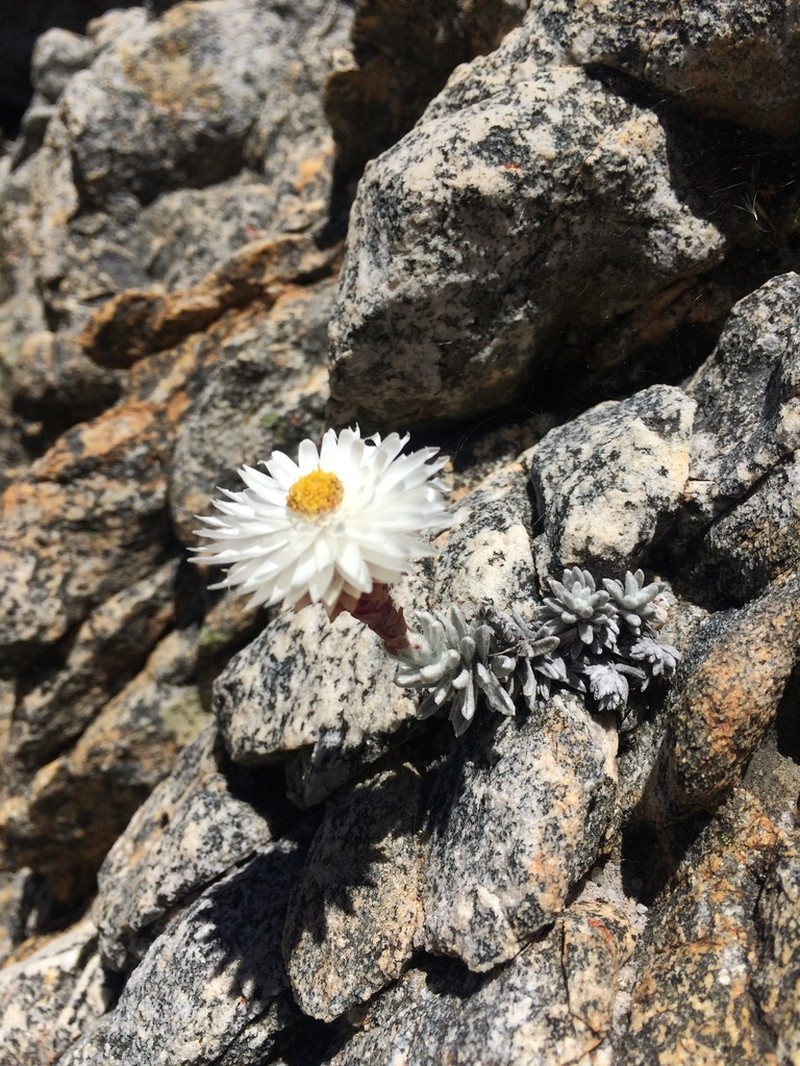 Syncarpha dykei photo 3