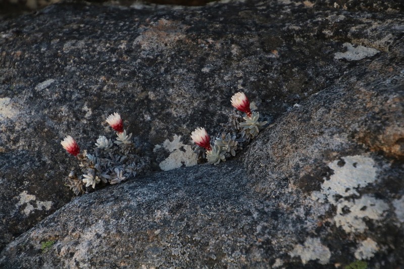 Syncarpha dykei photo 4
