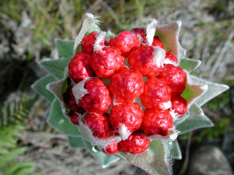 Syncarpha eximia