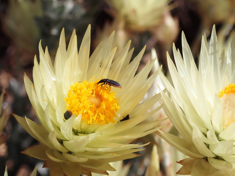 Syncarpha ferruginea