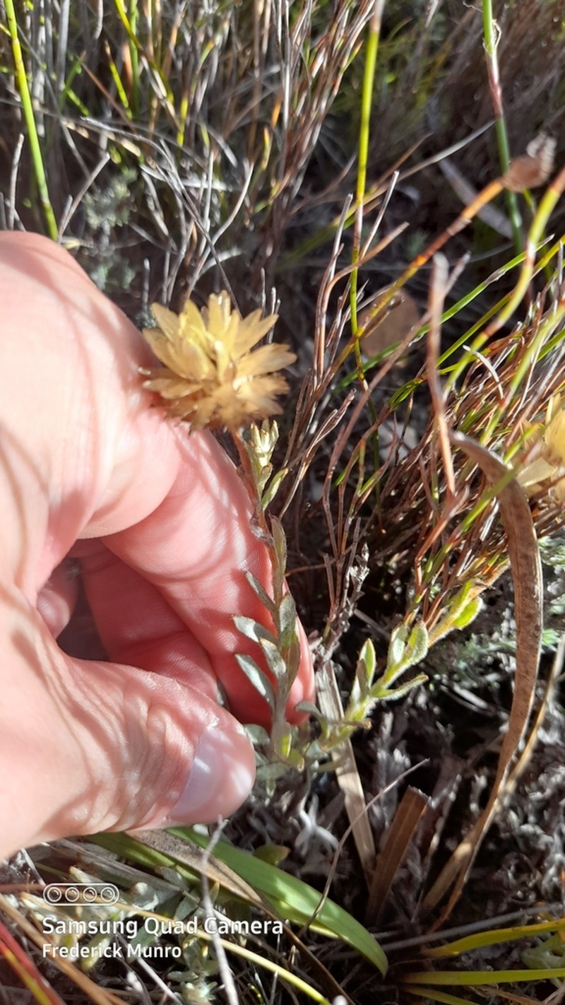 Syncarpha ferruginea photo 2
