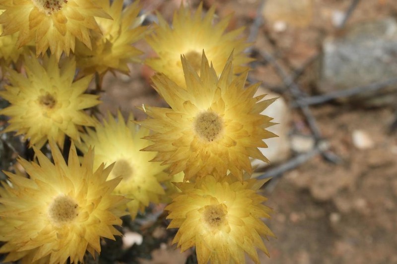 Syncarpha ferruginea photo 5