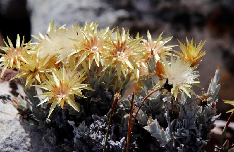 Syncarpha flava