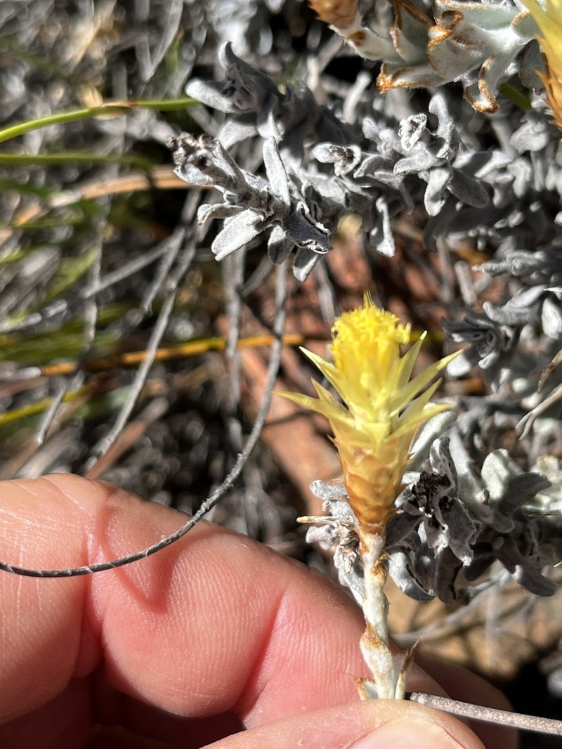 Syncarpha flava photo 2