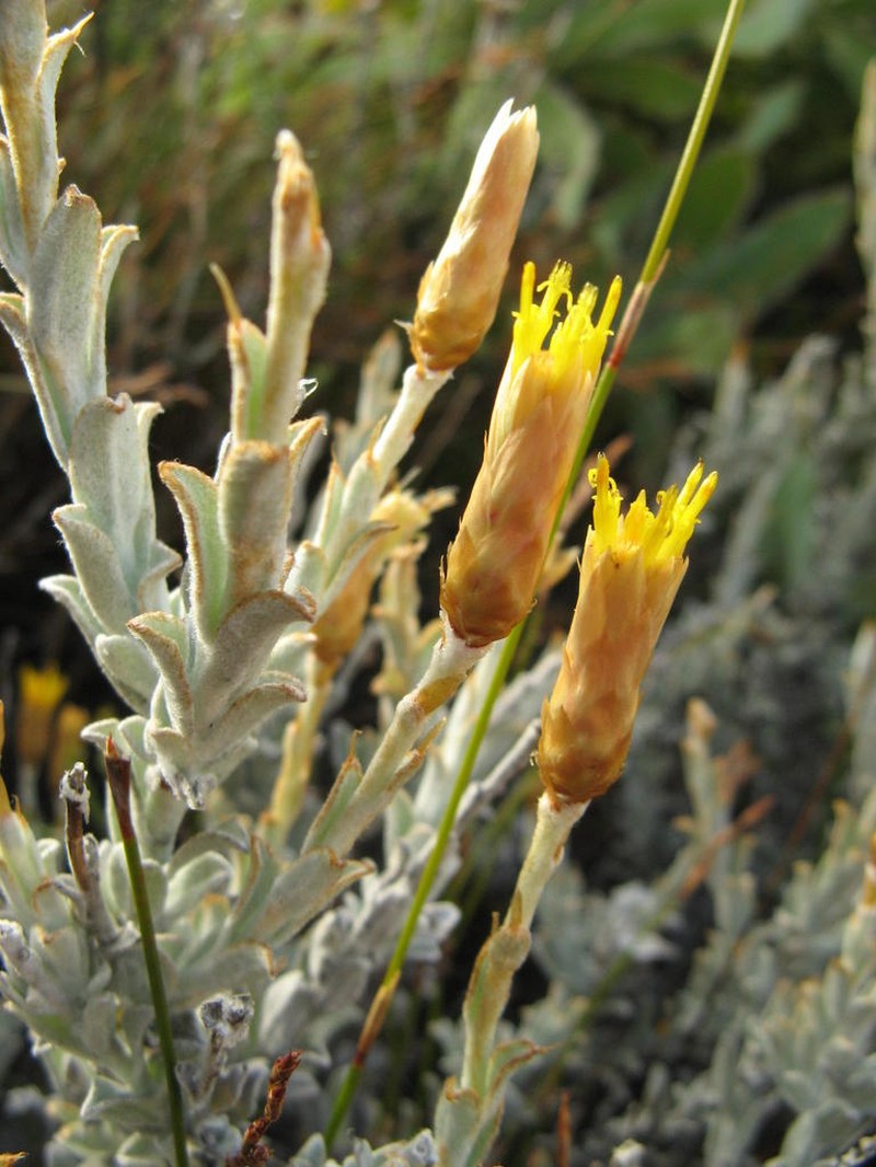 Syncarpha flava photo 6