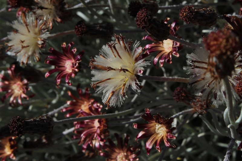 Syncarpha gnaphaloides