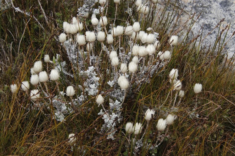 Syncarpha lepidopodium photo 3