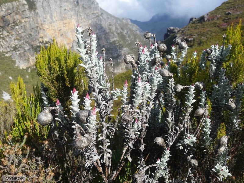 Syncarpha lepidopodium photo 4