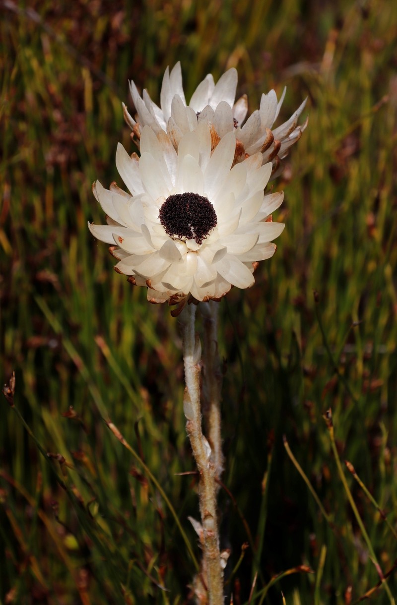 Syncarpha loganiana