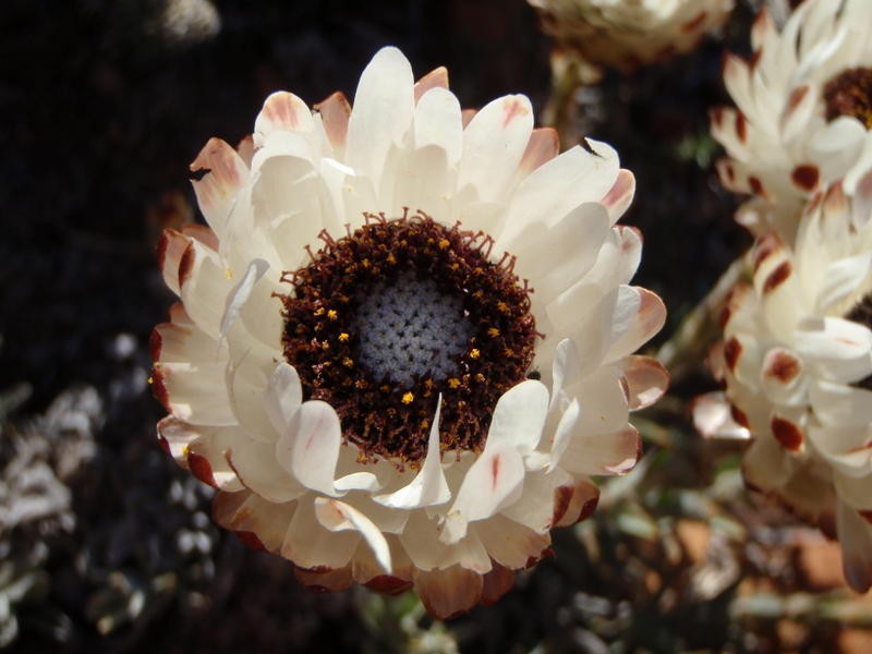 Syncarpha loganiana photo 4