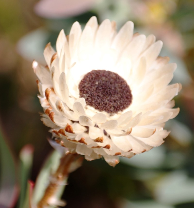 Syncarpha loganiana photo 5