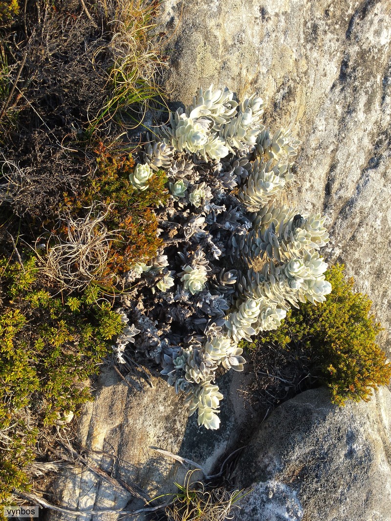 Syncarpha marlothii
