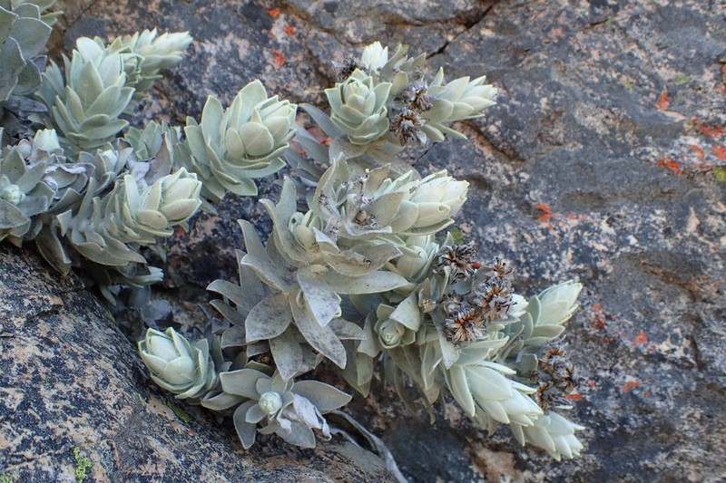 Syncarpha marlothii photo 5