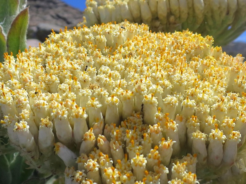 Syncarpha milleflora
