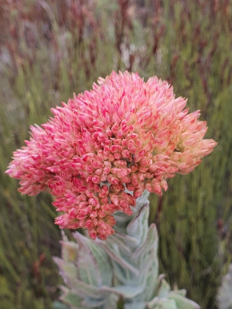 Syncarpha milleflora photo 2