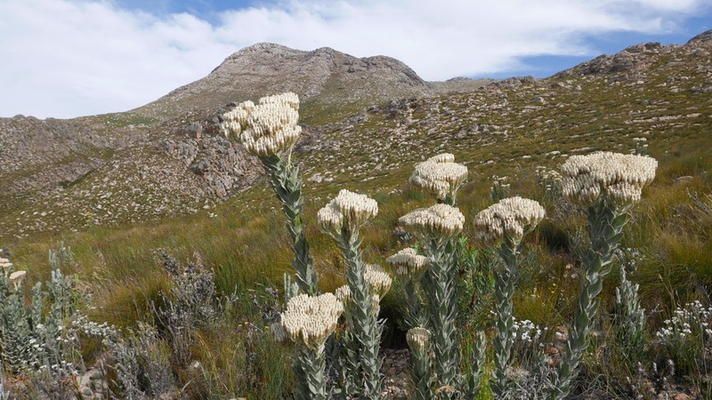 Syncarpha milleflora photo 4