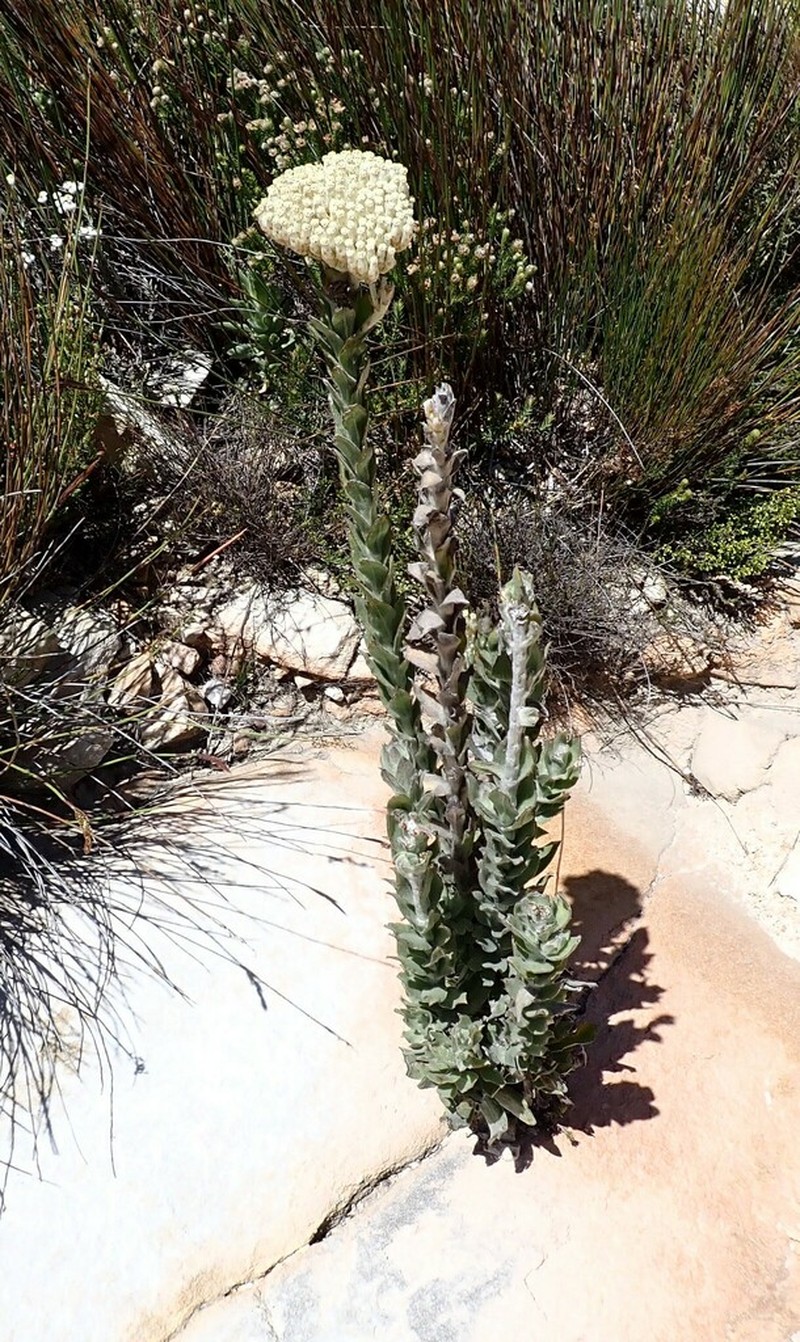 Syncarpha milleflora photo 5