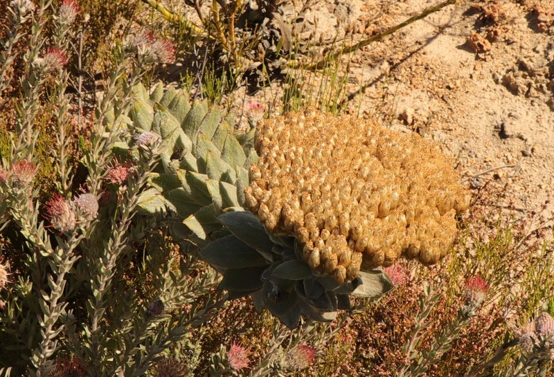 Syncarpha milleflora photo 6