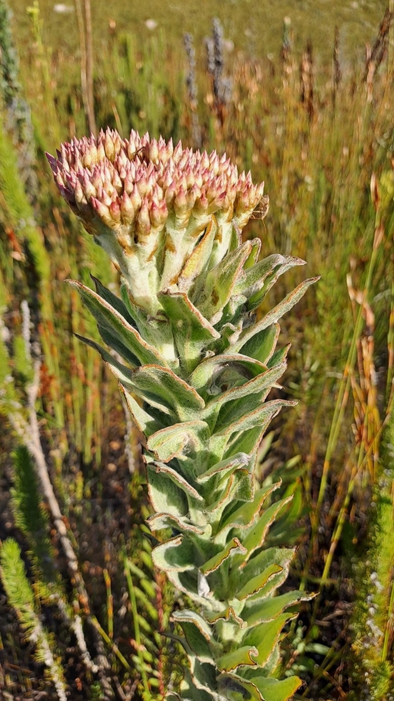 Syncarpha milleflora photo 7