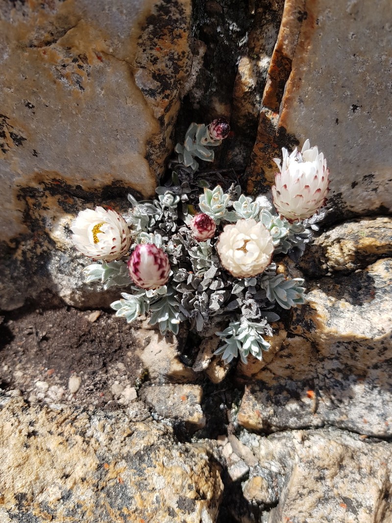 Syncarpha montana