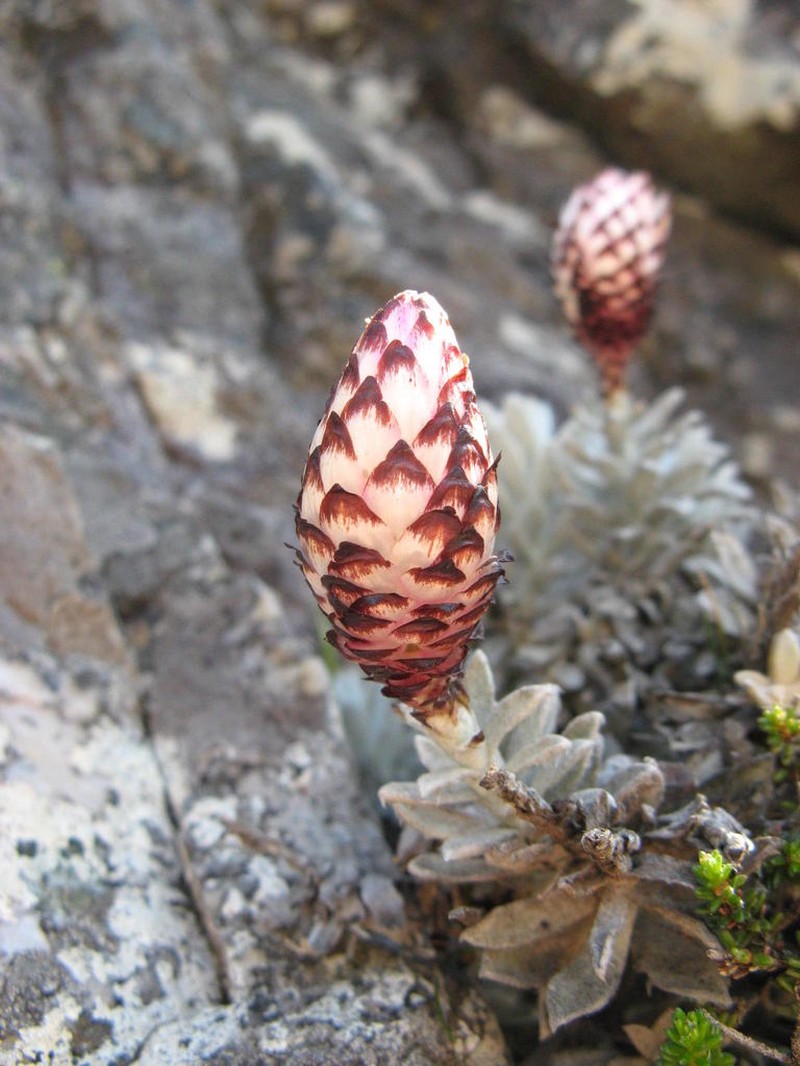 Syncarpha montana photo 2