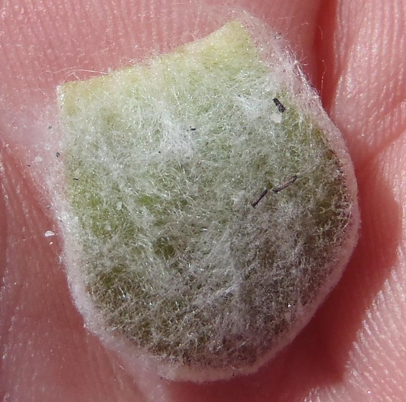 Syncarpha montana photo 3
