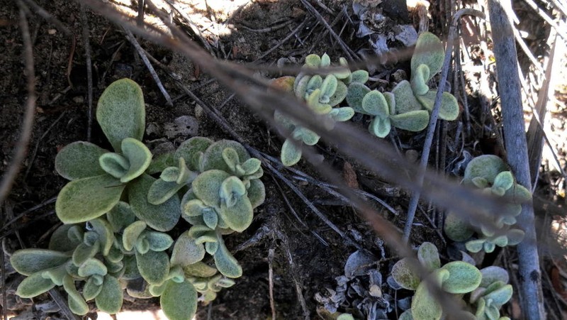 Syncarpha montana photo 5