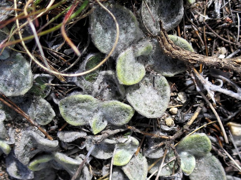 Syncarpha montana photo 6