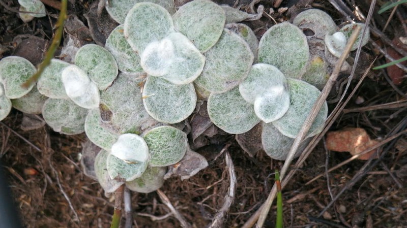 Syncarpha montana photo 7
