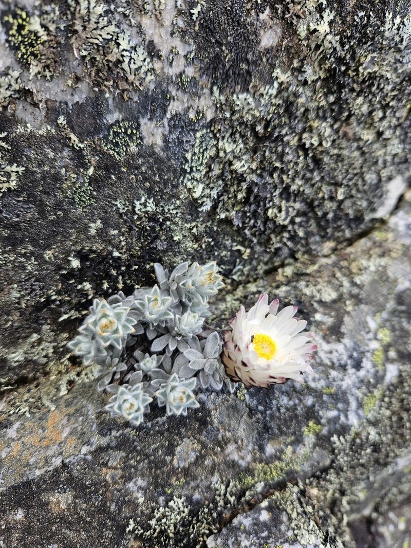 Syncarpha montana photo 8