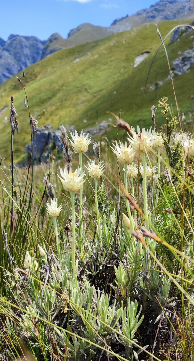 Syncarpha speciosissima subsp. angustifolia