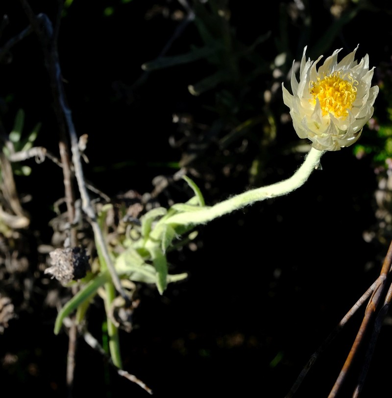 Syncarpha speciosissima subsp. angustifolia photo 2